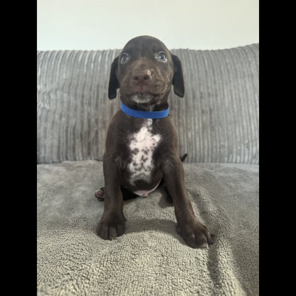 Doberman - Both