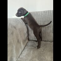 Doberman - Both