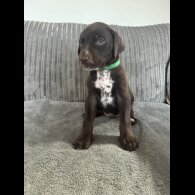 Doberman - Both