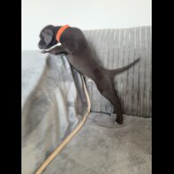 Doberman - Both