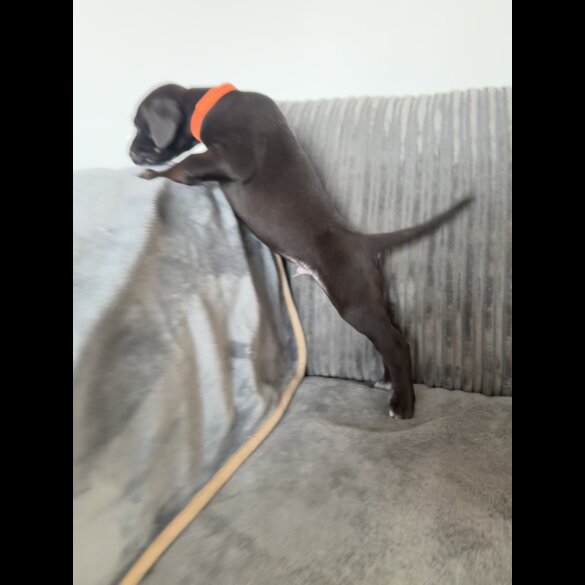 Doberman - Both