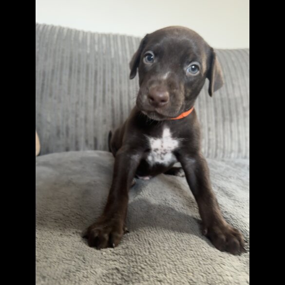 Doberman - Both