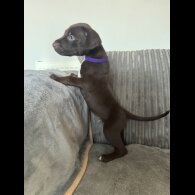 Doberman - Both