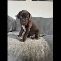 Doberman - Both