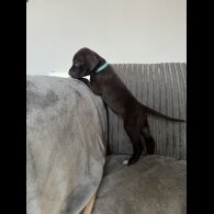 Doberman - Both