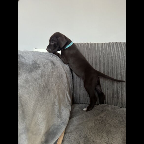 Doberman - Both