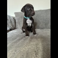 Doberman - Both