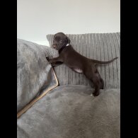 Doberman - Both