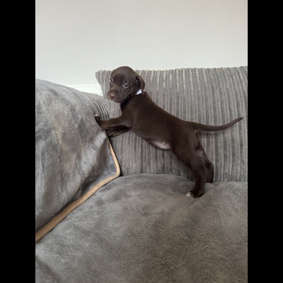 Doberman - Both