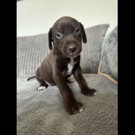 Doberman - Both