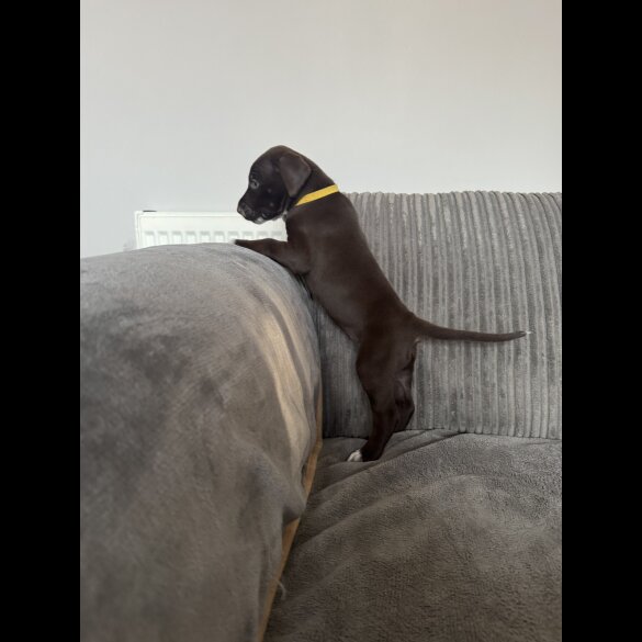 Doberman - Both