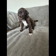 Doberman - Both