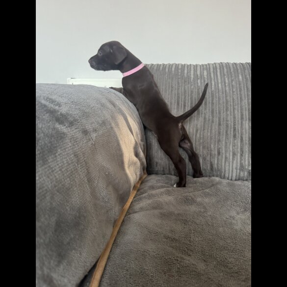 Doberman - Both