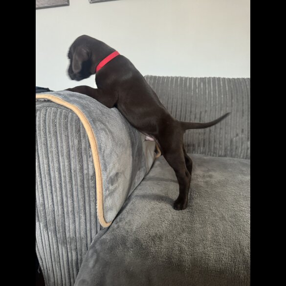 Doberman - Both
