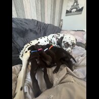 Doberman - Both
