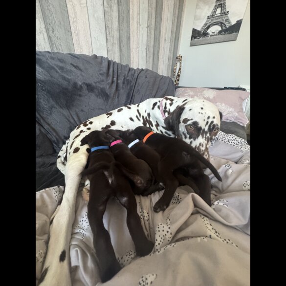 Doberman - Both