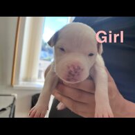 Dogue De Bordeaux - Both