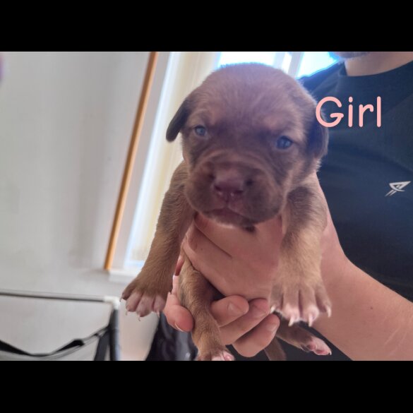 Dogue De Bordeaux - Both