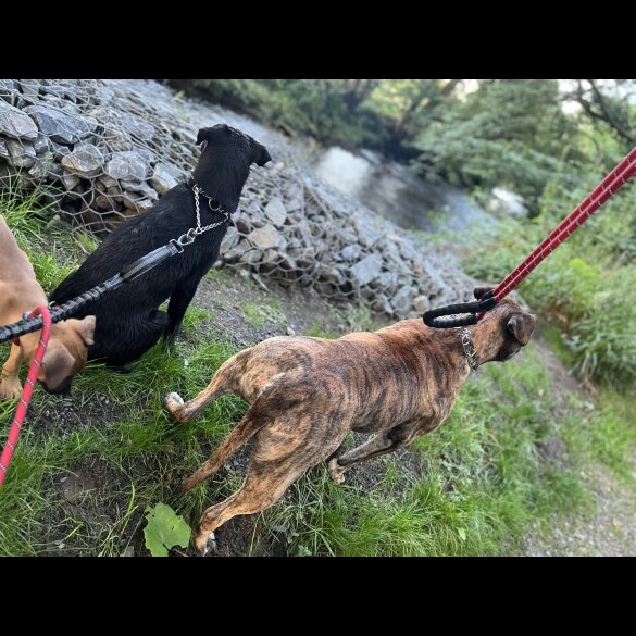 Dogue De Bordeaux - Both