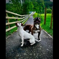 Dogue De Bordeaux - Both