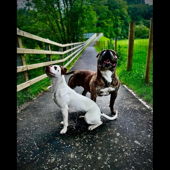 Dogue De Bordeaux - Both