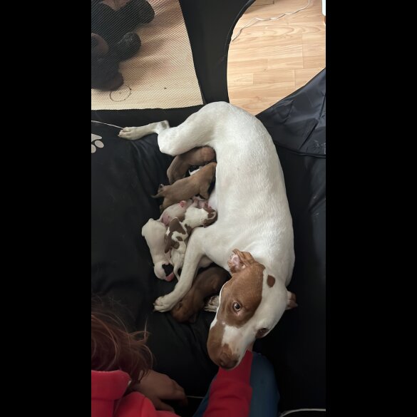 Dogue De Bordeaux - Both