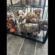 Dorset Olde Tyme Bulldogge - Both