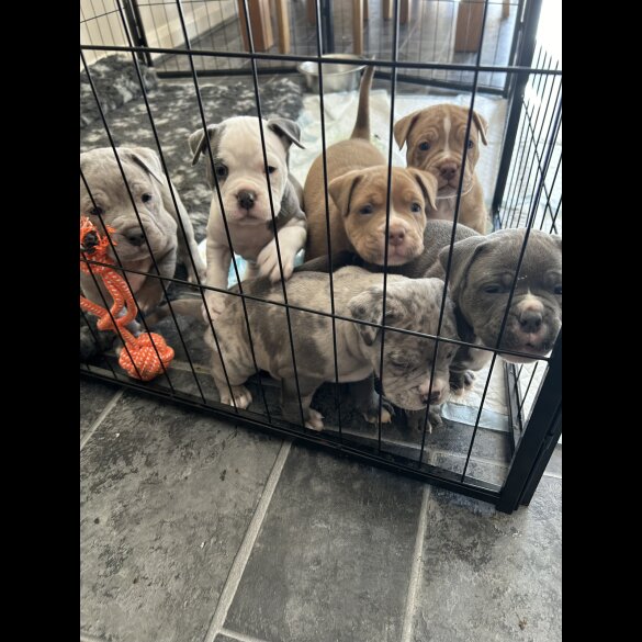 Dorset Olde Tyme Bulldogge - Both