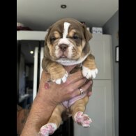 Dorset Olde Tyme Bulldogge - Both