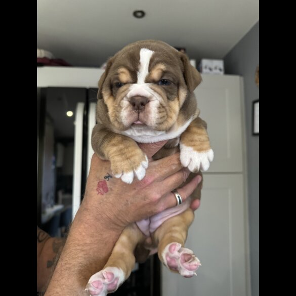 Dorset Olde Tyme Bulldogge - Both
