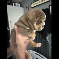 Dorset Olde Tyme Bulldogge - Both