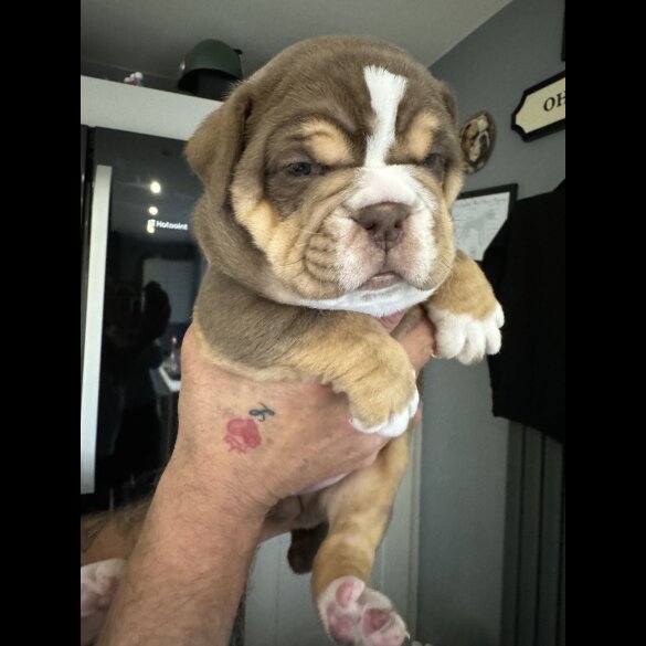 Dorset Olde Tyme Bulldogge - Both