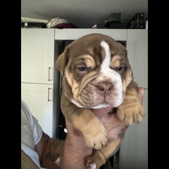Dorset Olde Tyme Bulldogge - Both