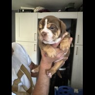 Dorset Olde Tyme Bulldogge - Both