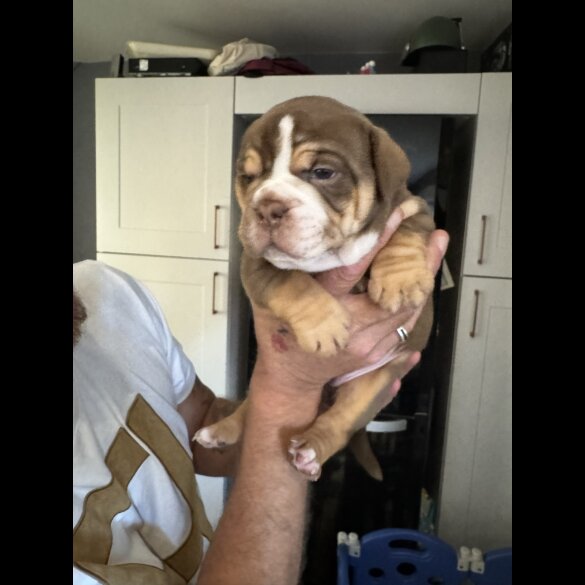 Dorset Olde Tyme Bulldogge - Both