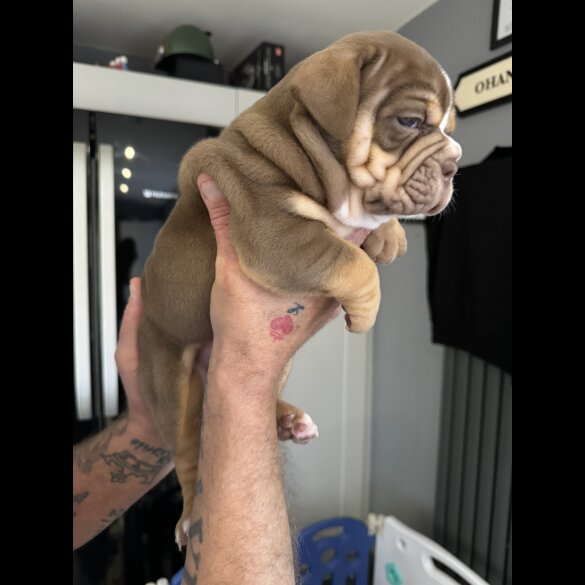 Dorset Olde Tyme Bulldogge - Both