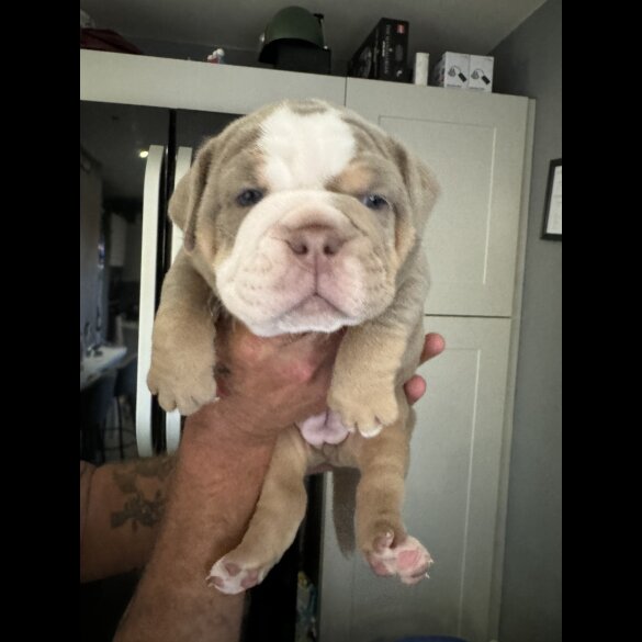 Dorset Olde Tyme Bulldogge - Both