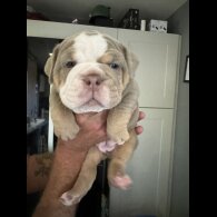 Dorset Olde Tyme Bulldogge - Both