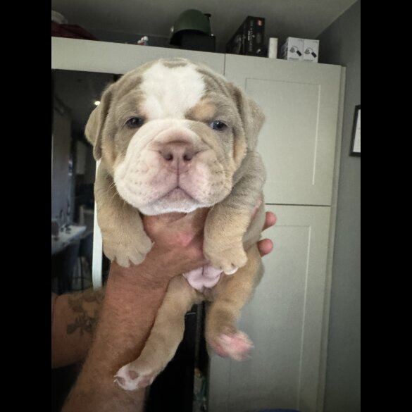 Dorset Olde Tyme Bulldogge - Both
