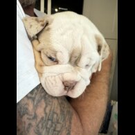 Dorset Olde Tyme Bulldogge - Both