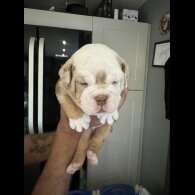 Dorset Olde Tyme Bulldogge - Both