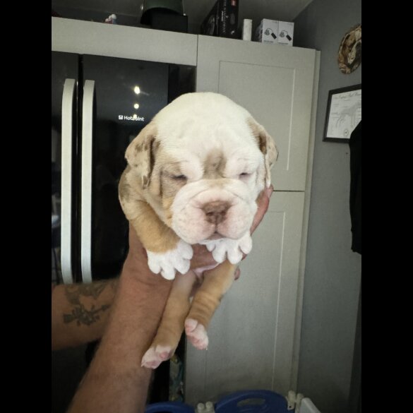 Dorset Olde Tyme Bulldogge - Both