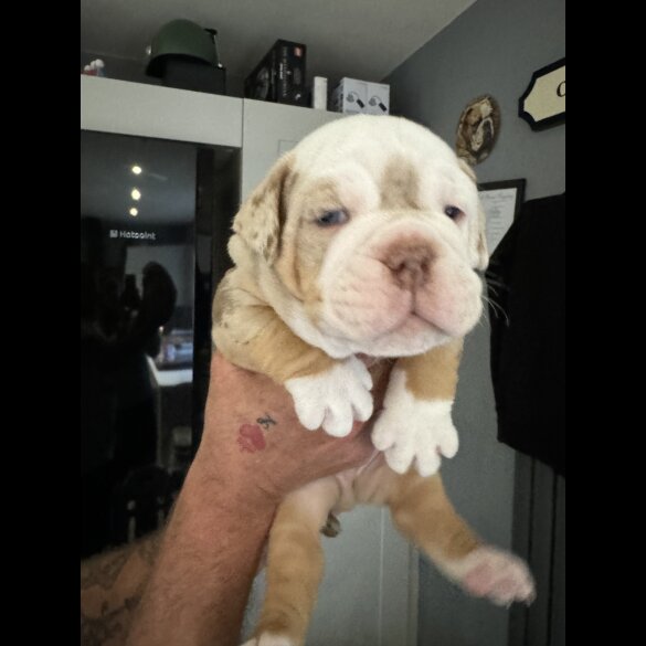 Dorset Olde Tyme Bulldogge - Both