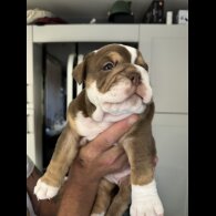 Dorset Olde Tyme Bulldogge - Both