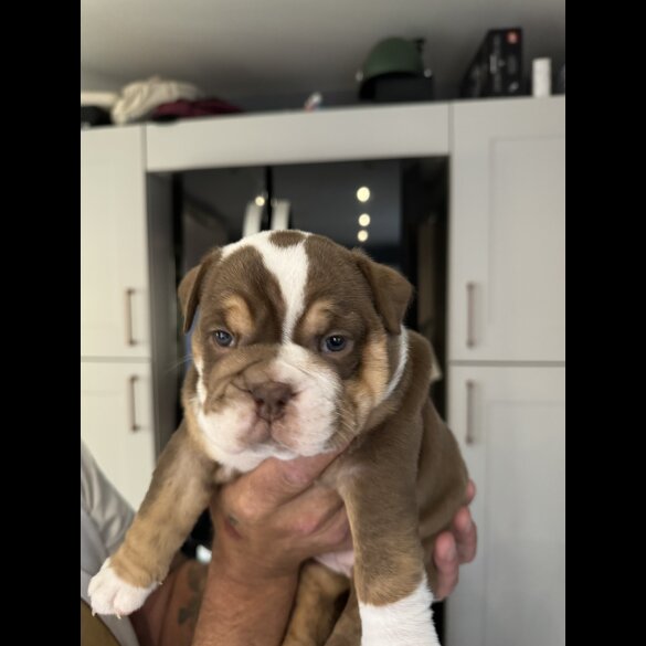 Dorset Olde Tyme Bulldogge - Both