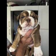 Dorset Olde Tyme Bulldogge - Both