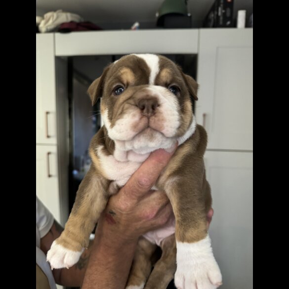 Dorset Olde Tyme Bulldogge - Both