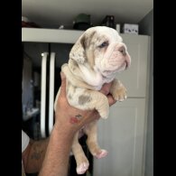 Dorset Olde Tyme Bulldogge - Both