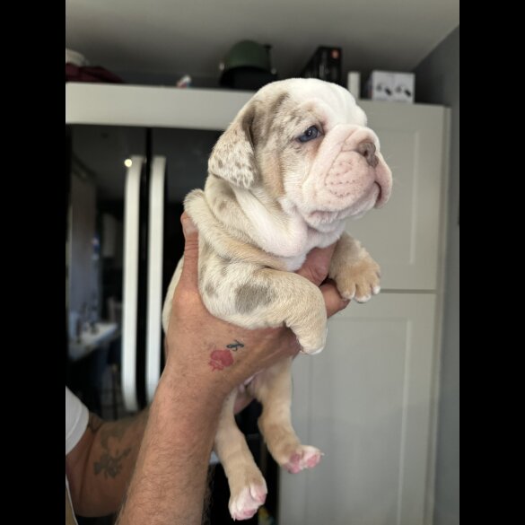 Dorset Olde Tyme Bulldogge - Both