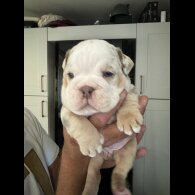 Dorset Olde Tyme Bulldogge - Both